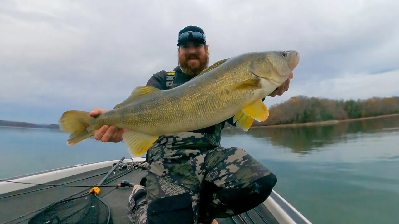 Close-up of a truly giant, 14-lb+ largemouth just before being released back into Chickamauga.