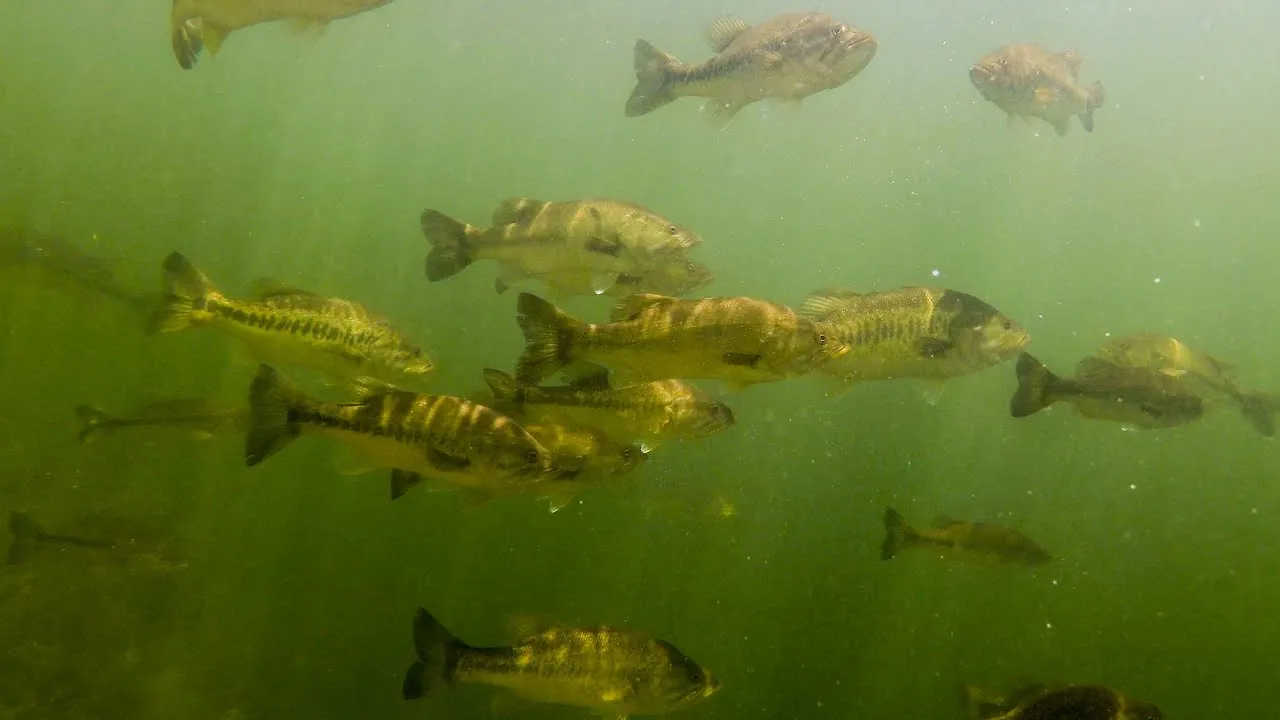 How the Turnover Impacts Bass Behavior: The "Great Scatter"