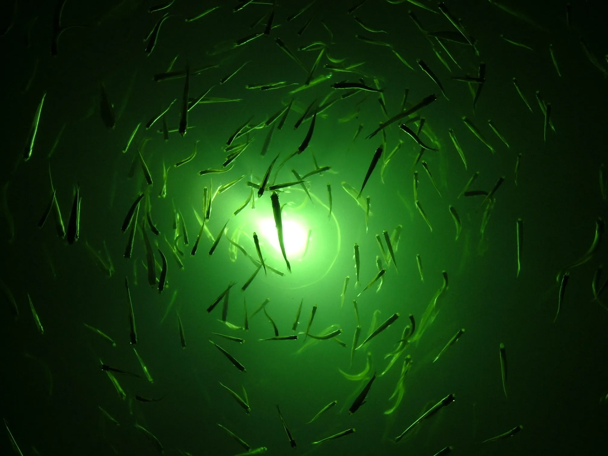 Avoid These Common Night Fishing Mistakes like Improper Use of Light