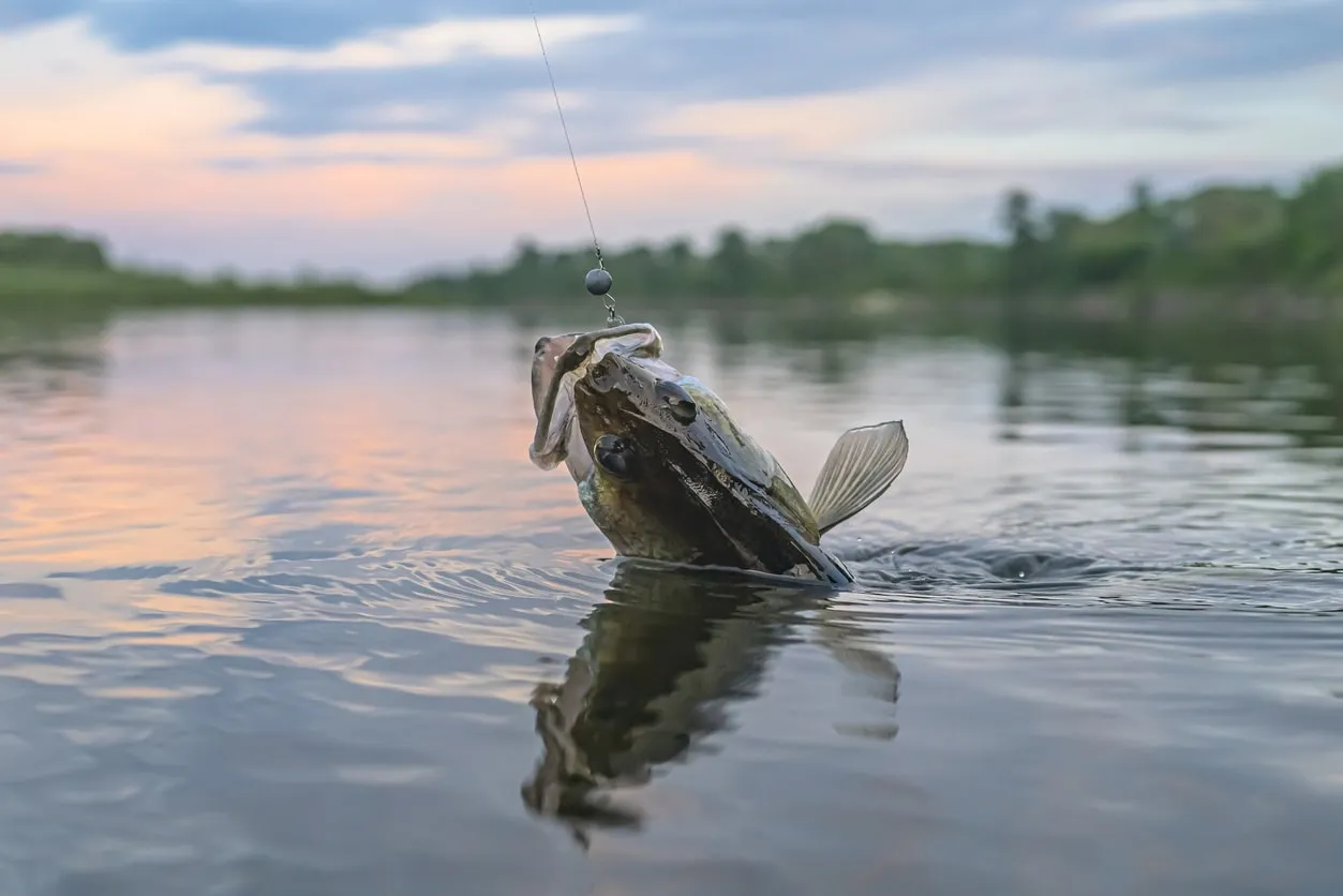 Lake Conroe: The Offshore Specialistv