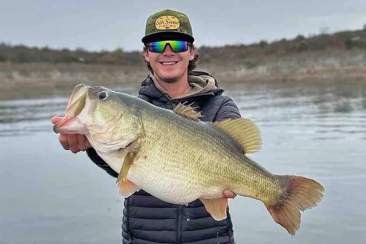 A massive, football-shaped largemouth being weighed on a boat scale on O.H. Ivie.