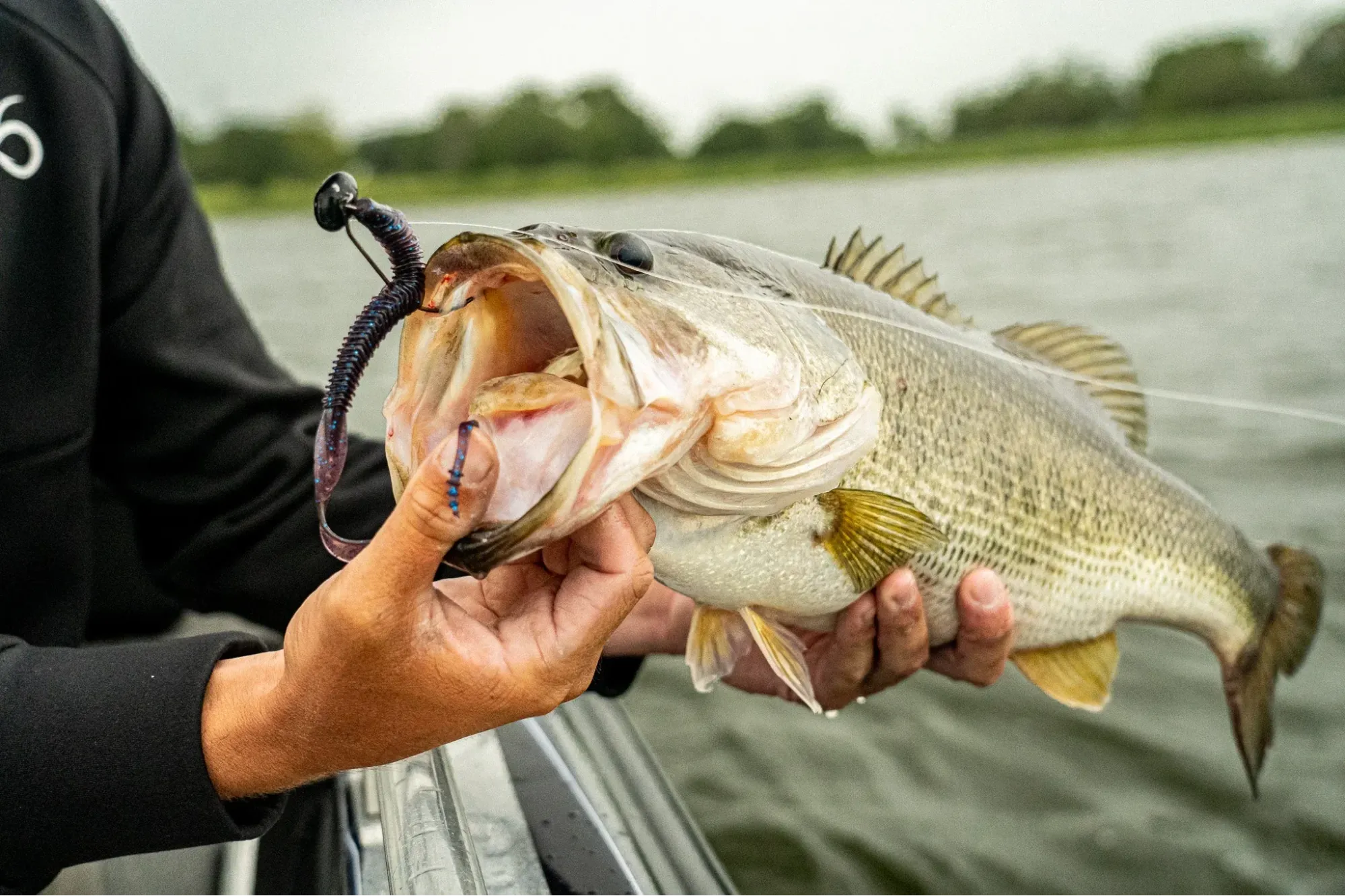 Senko Lure for Largemouth bass