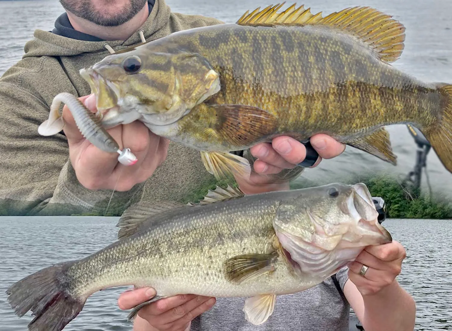 post-Smallmouth vs. Largemouth Bass: An Angler's Complete Guide to Telling Them Apart
