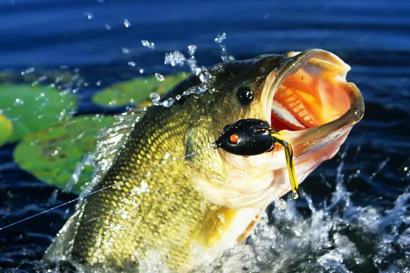 the hollow body frog largemouth bass lures