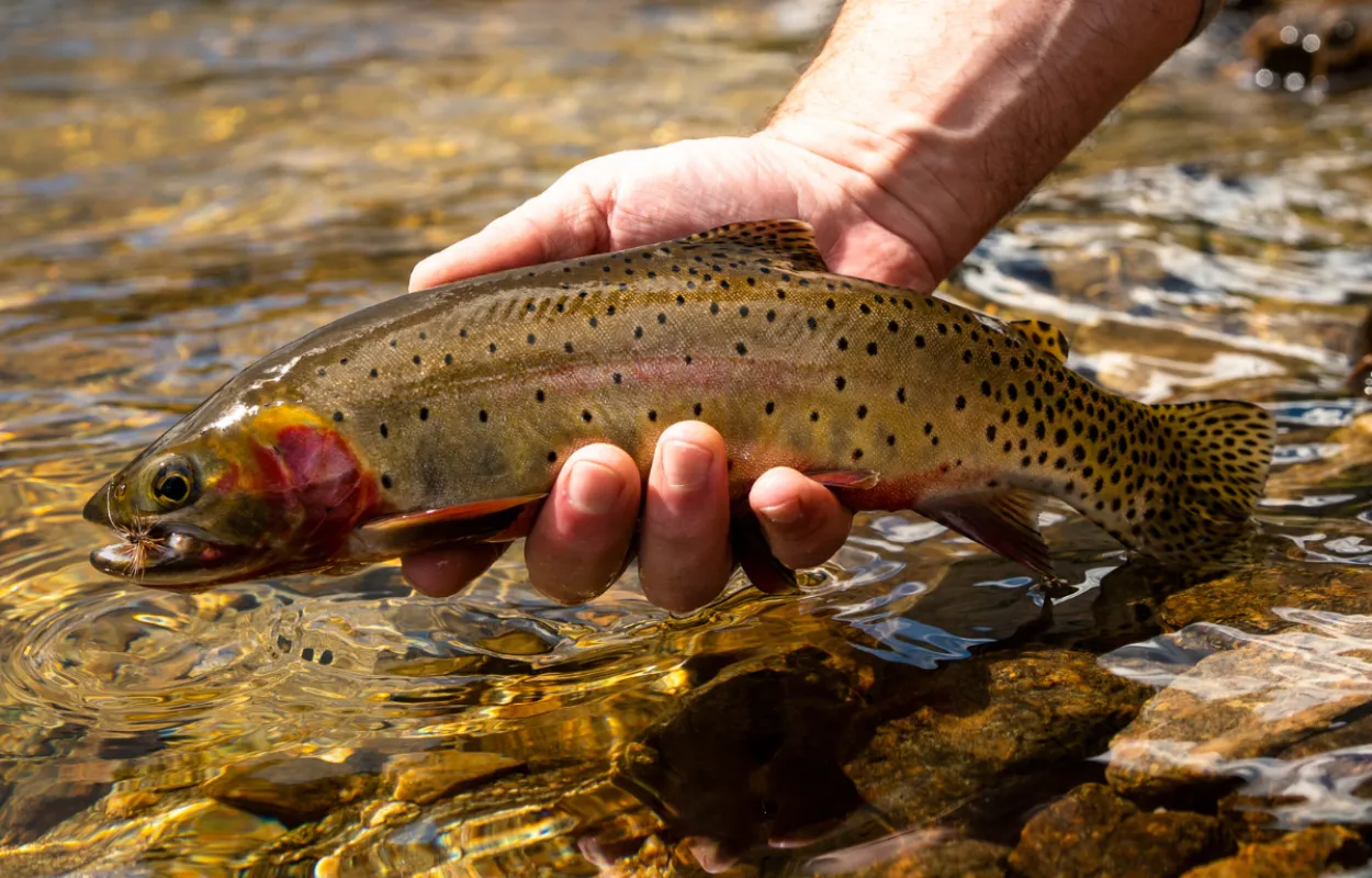Trout is the Coldwater Specialists