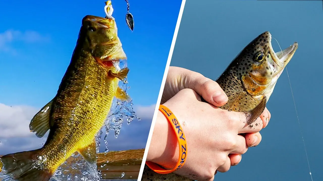 post-Bass Fishing vs. Trout Fishing: An Angler's Complete Guide