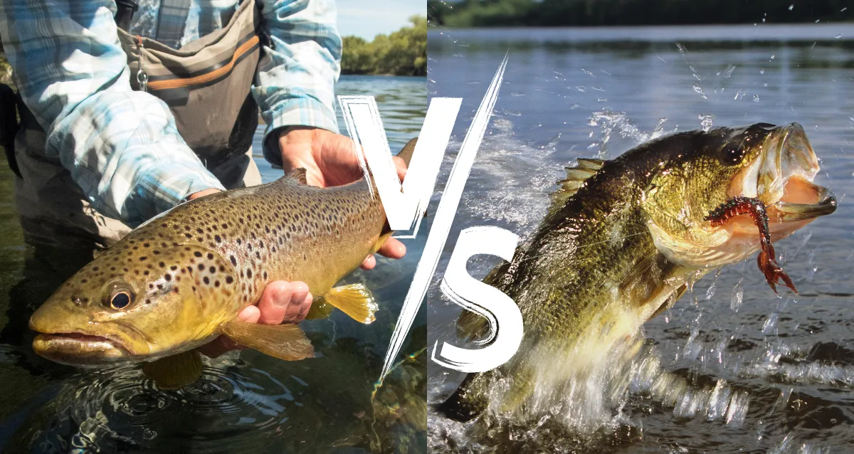 the Difference in Fighting Bass vs Trout