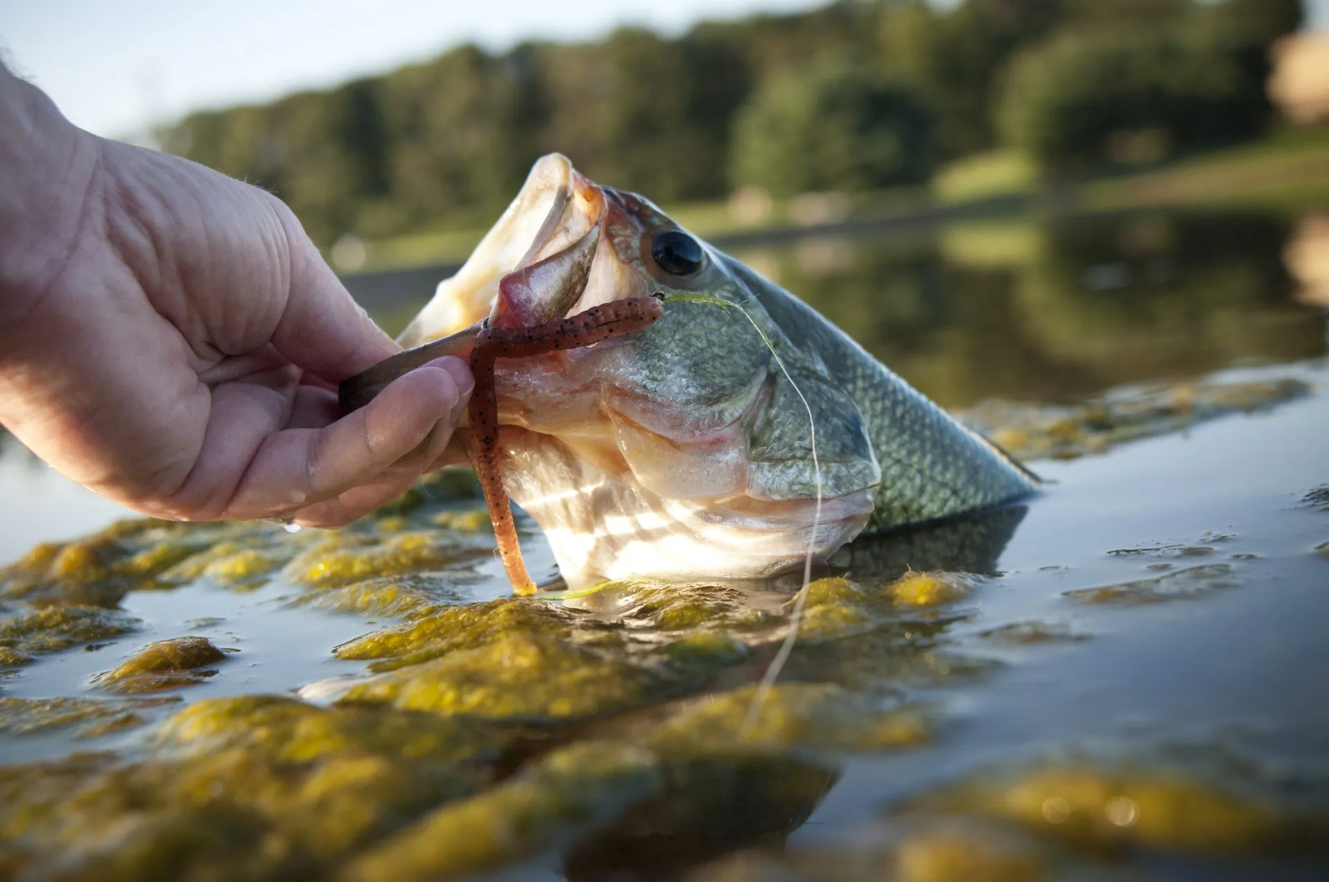 post-The 20 Best Bass Fishing Lakes in the US for Your Next Trophy Catch (2025 Guide)