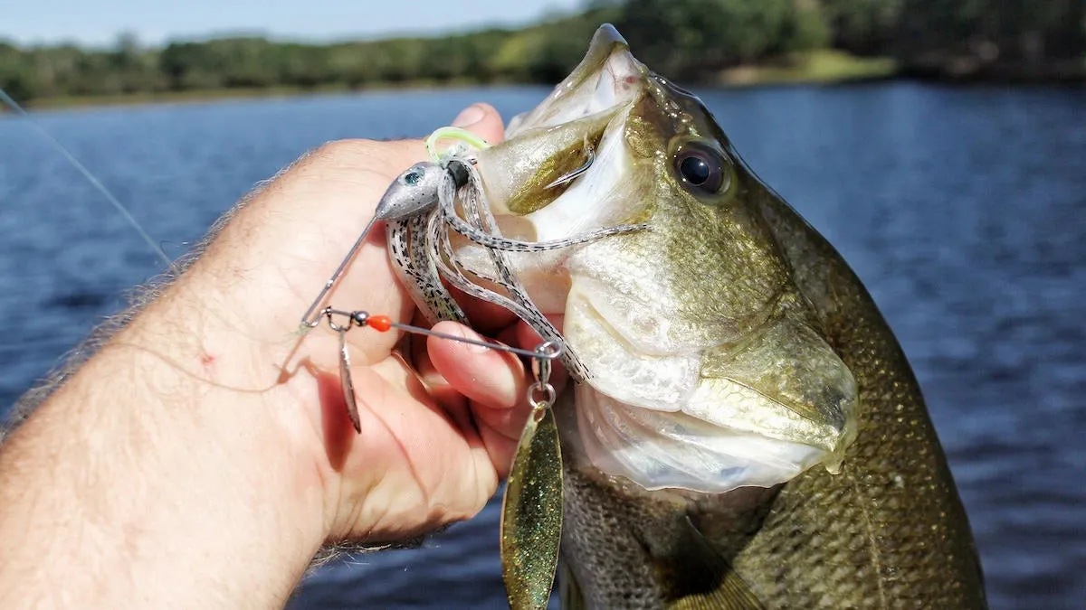 War Eagle Screaming Eagle is one of best lures for springtime bass fishing