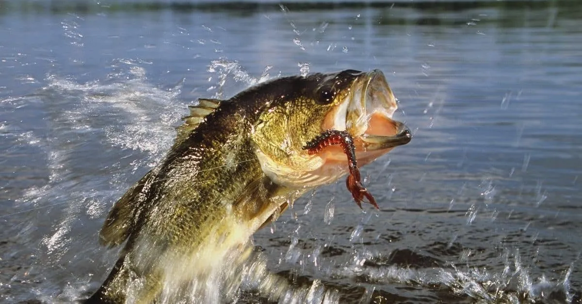 post-The Ultimate Guide: How to Choose the Best Fishing Line for Bass in 2025