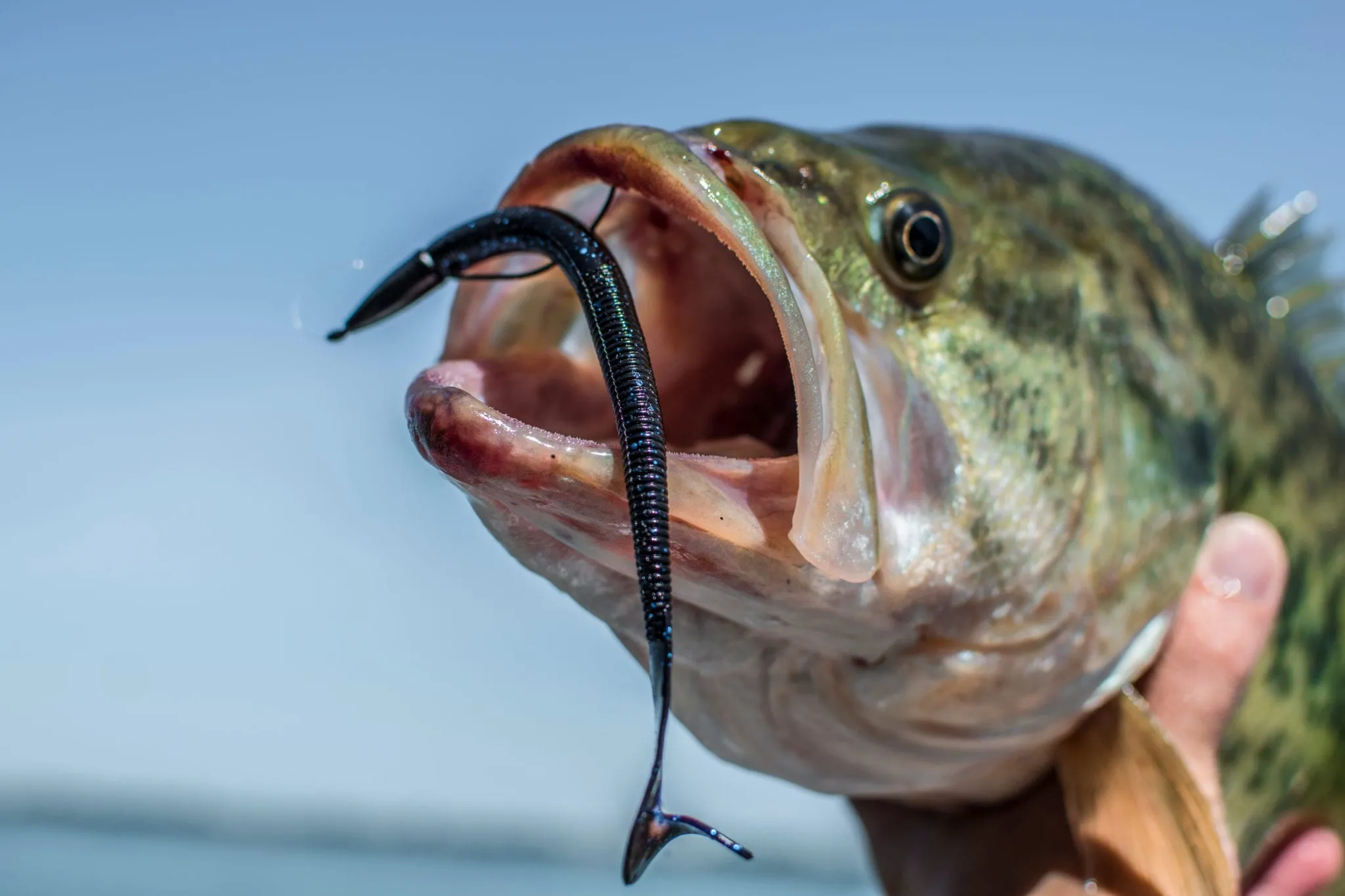 post-Pro's Guide: 10 Best Fishing Lures for Bass in Summer 2025