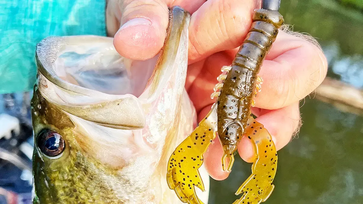 best largemouth bass lure The Creature Bait