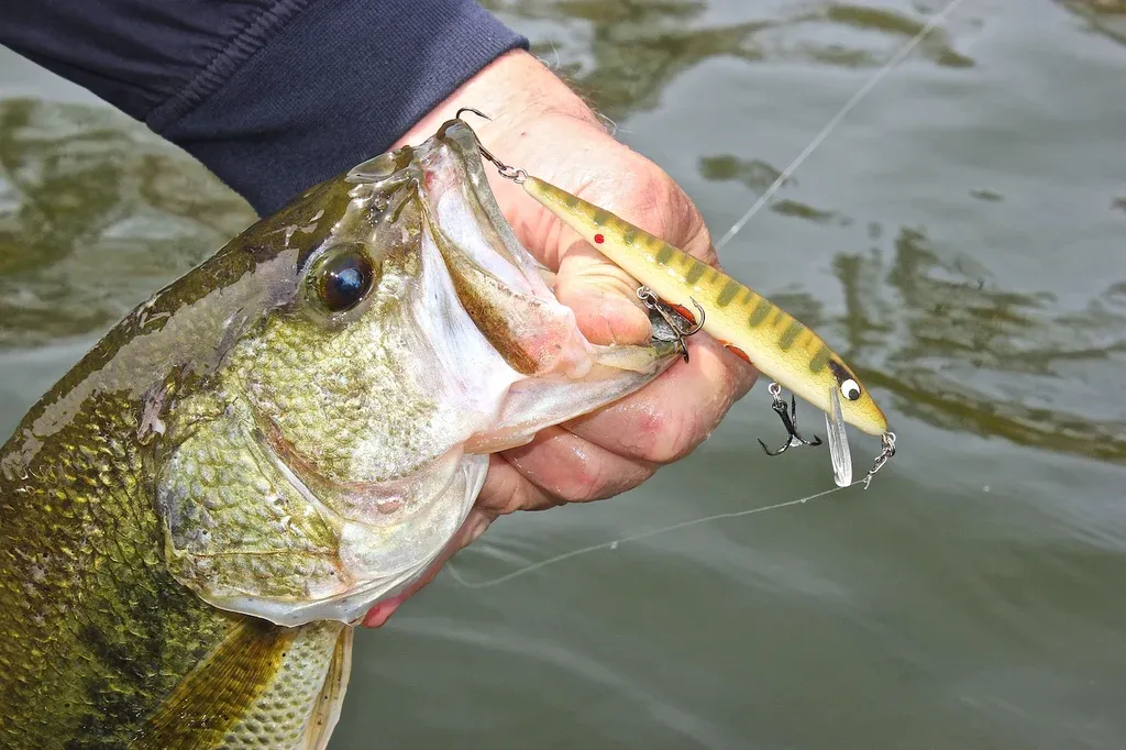 The Jerkbait for largemouth bass