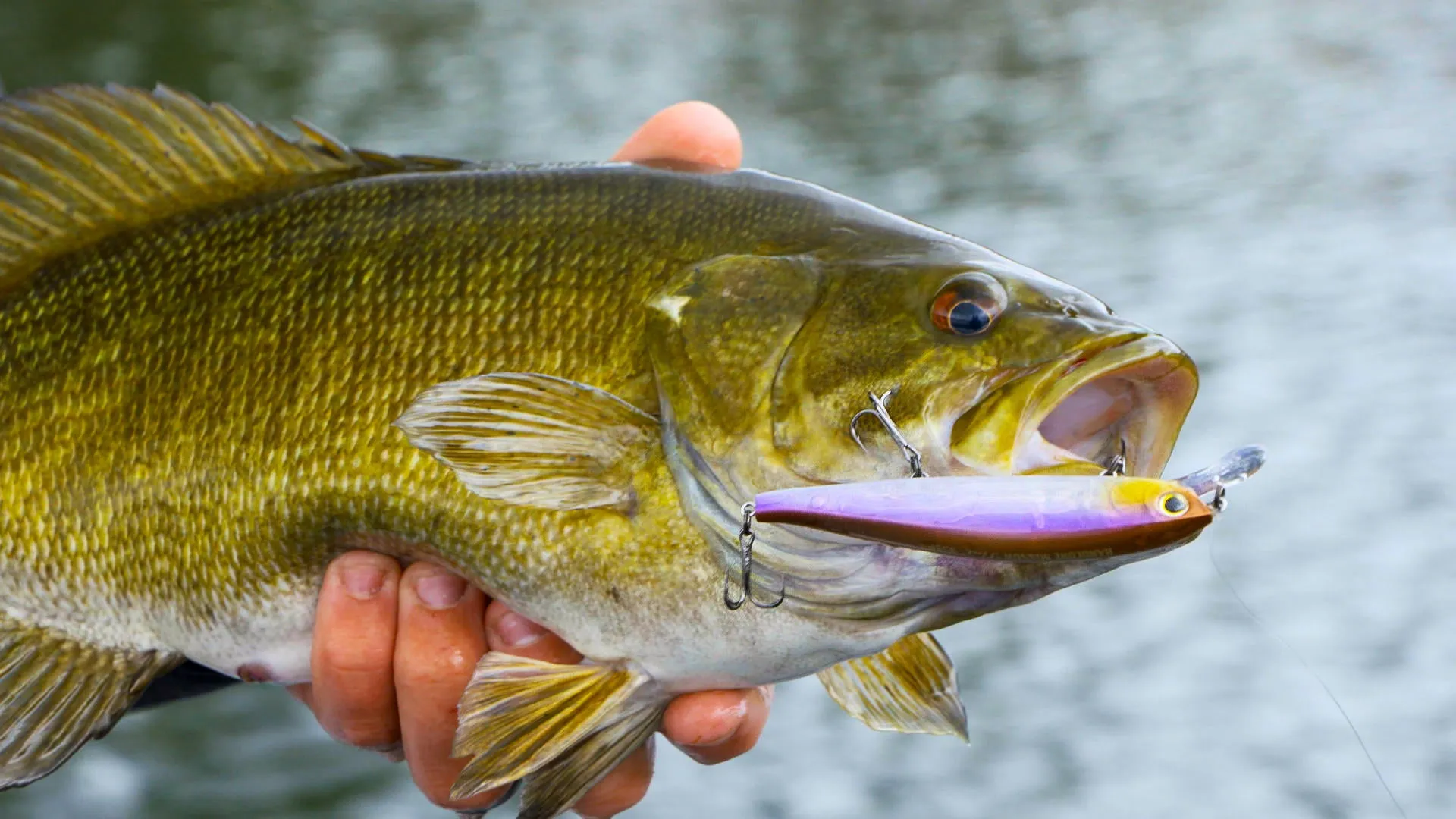 one of the best smallmouth bass lures is Suspending Jerkbait