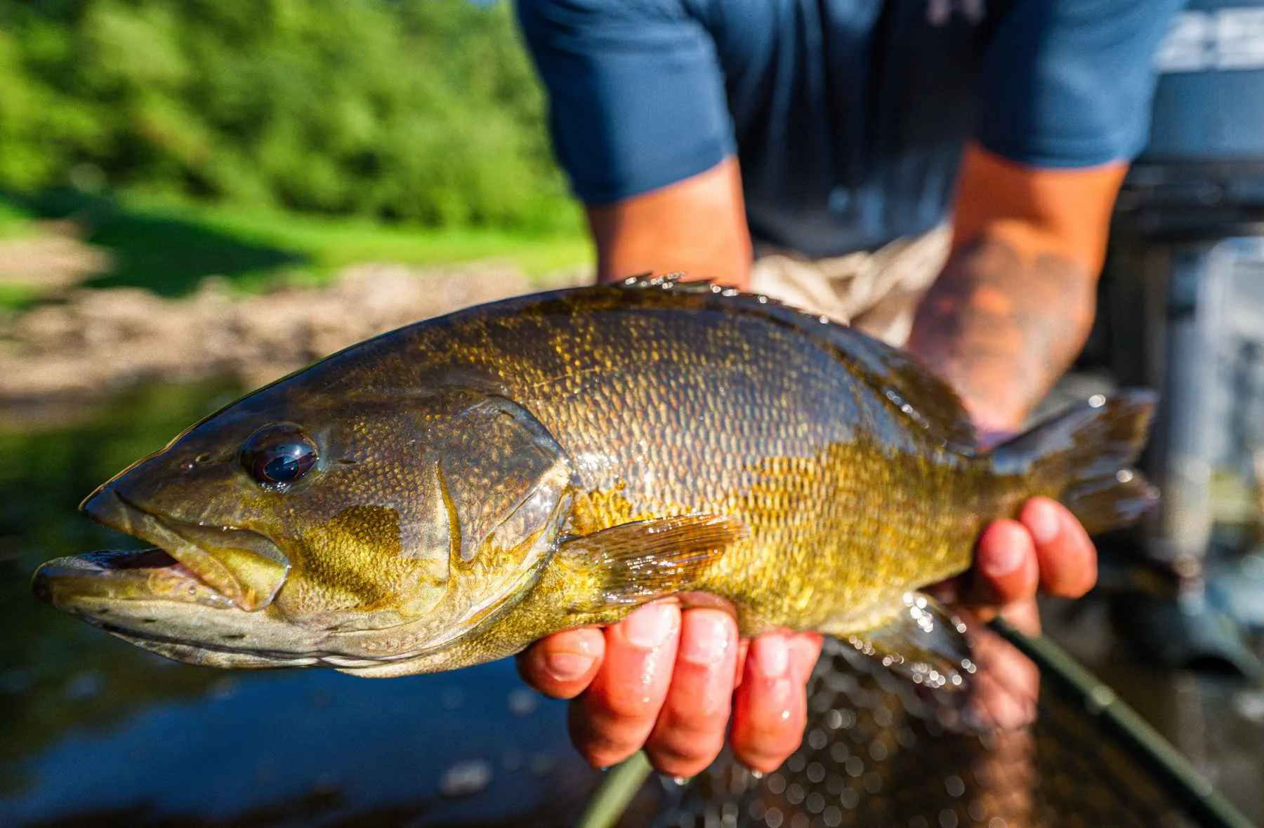 post-The Ultimate Guide: Top 10 Best Fishing Lures for Smallmouth Bass