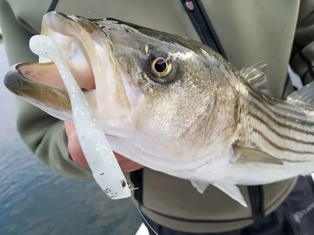 choose best lures affect on how to fish for striped bass