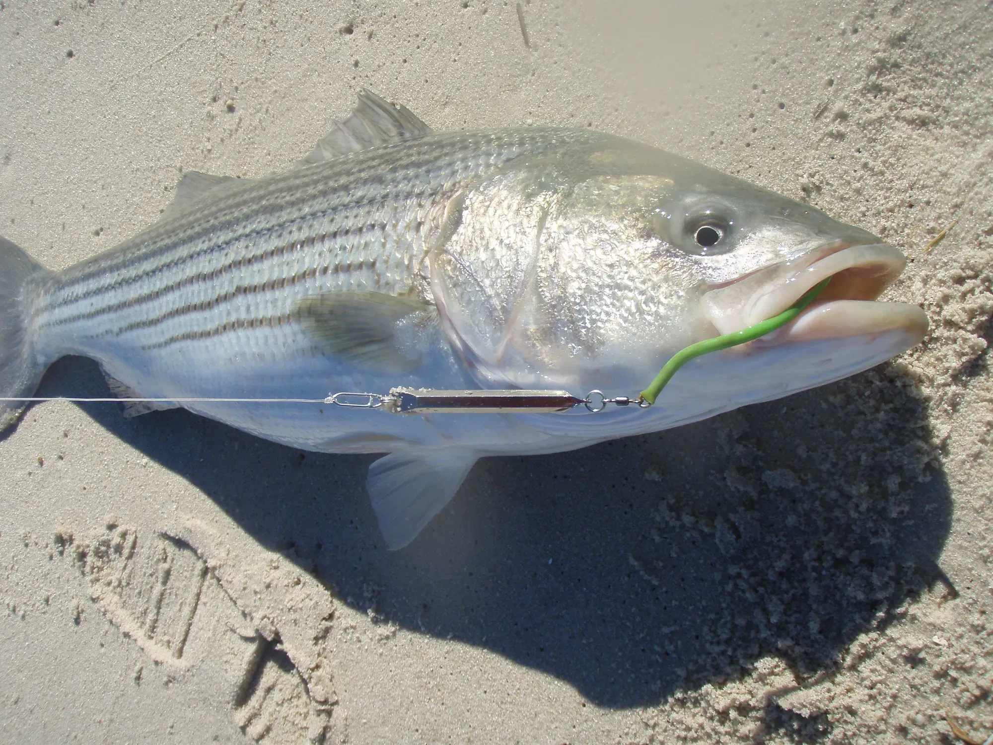 Tsunami Diamond Jig best lures for fishing striped bass