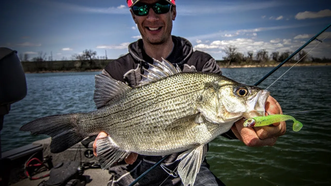 post-Top 10 Best White Bass Fishing Lures for 2025 (Field-Tested by a Pro)