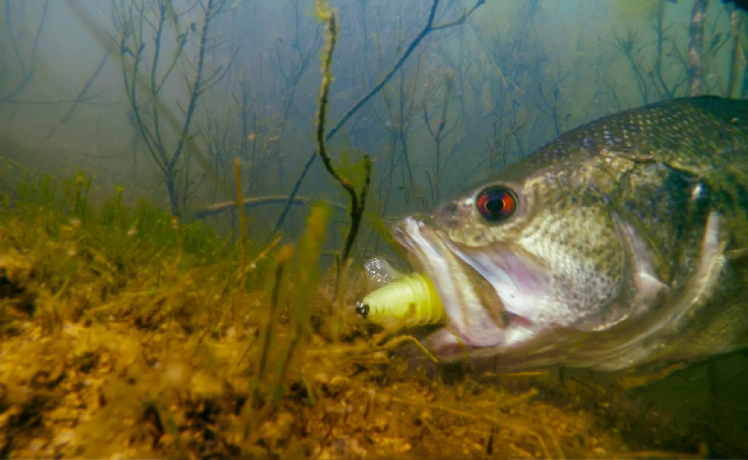 post-The Best Structure for Fall Bass: A Pro's Field Guide