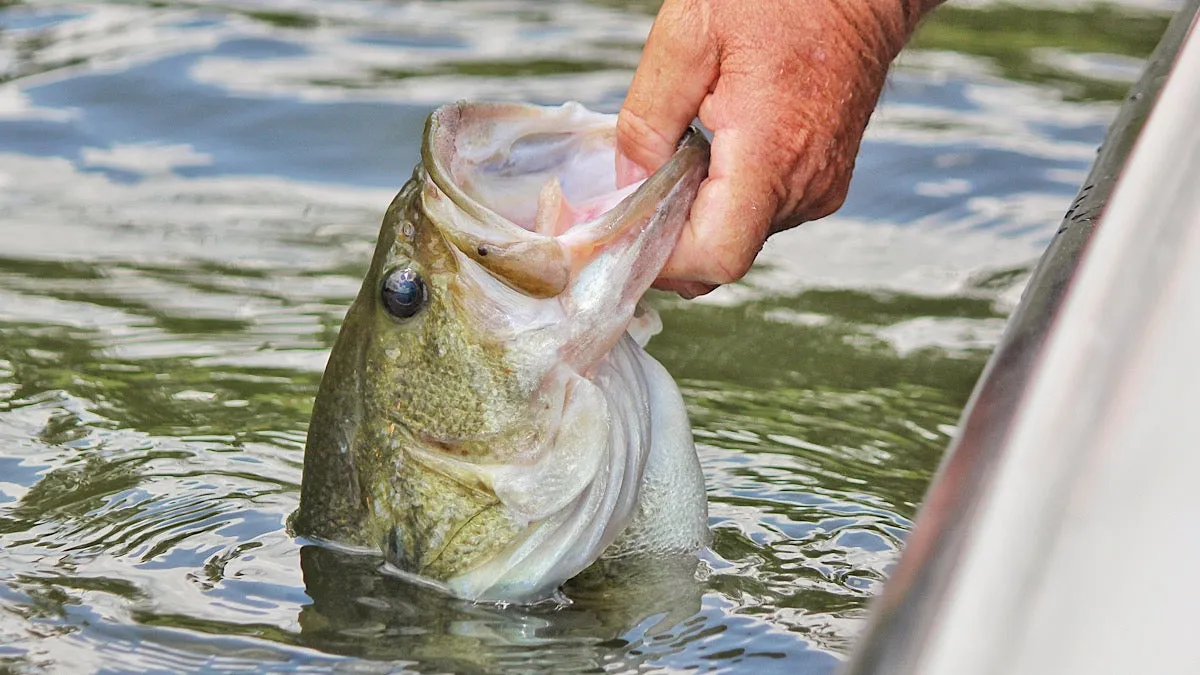 post-The Ultimate Guide to the Best Time to Fish for Bass