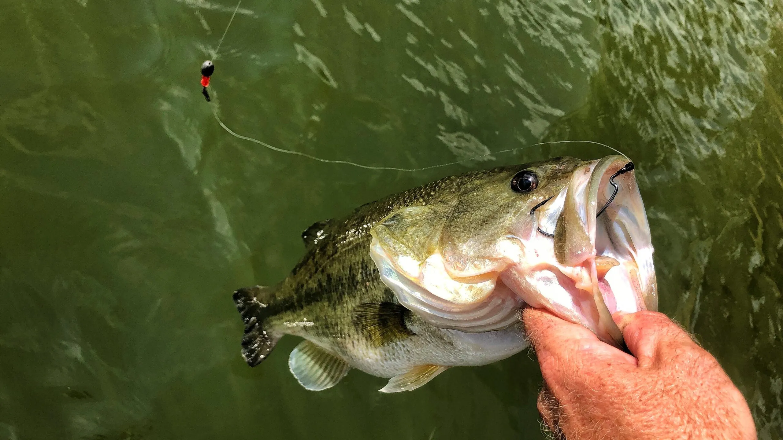 caroline rig for fall bass fishing