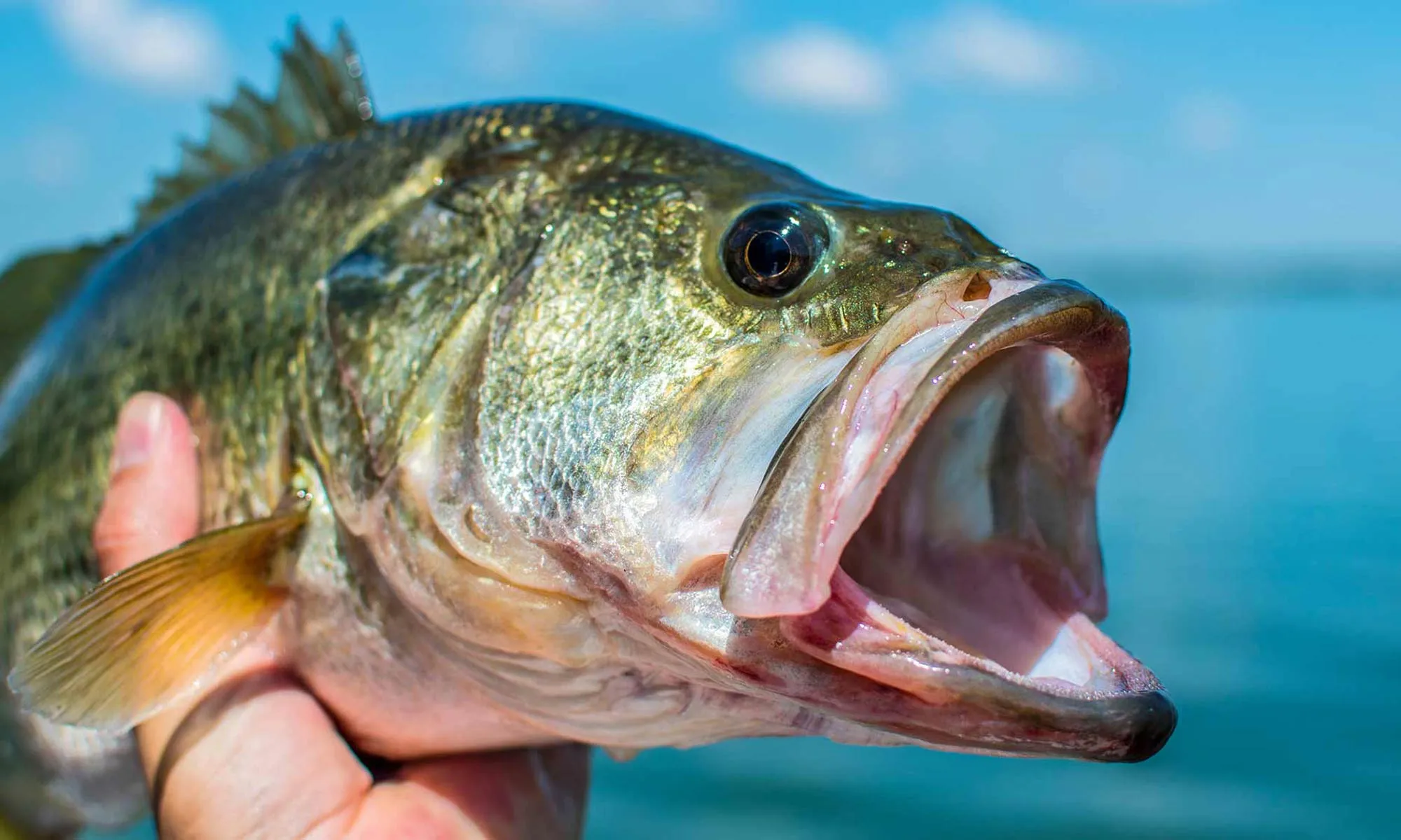 Largemouth Bass with open mouth characteristic.