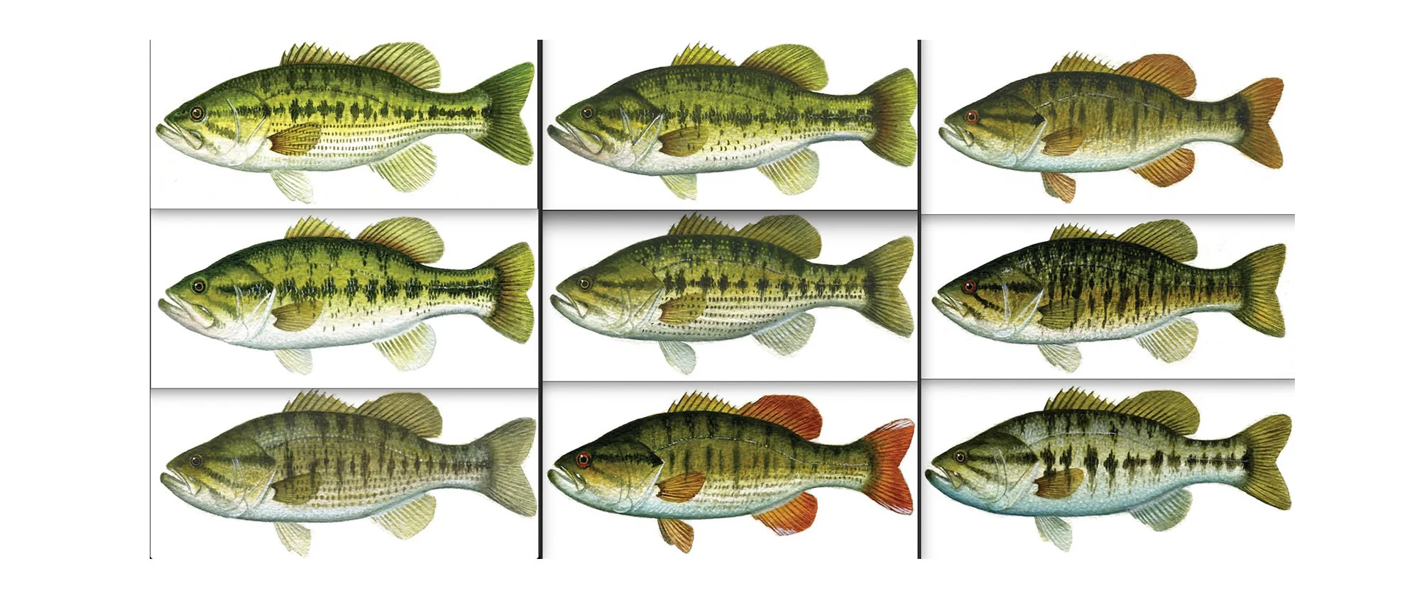 post-Different Types of Bass: Identify & Catch Them (Pro Angler's Guide)