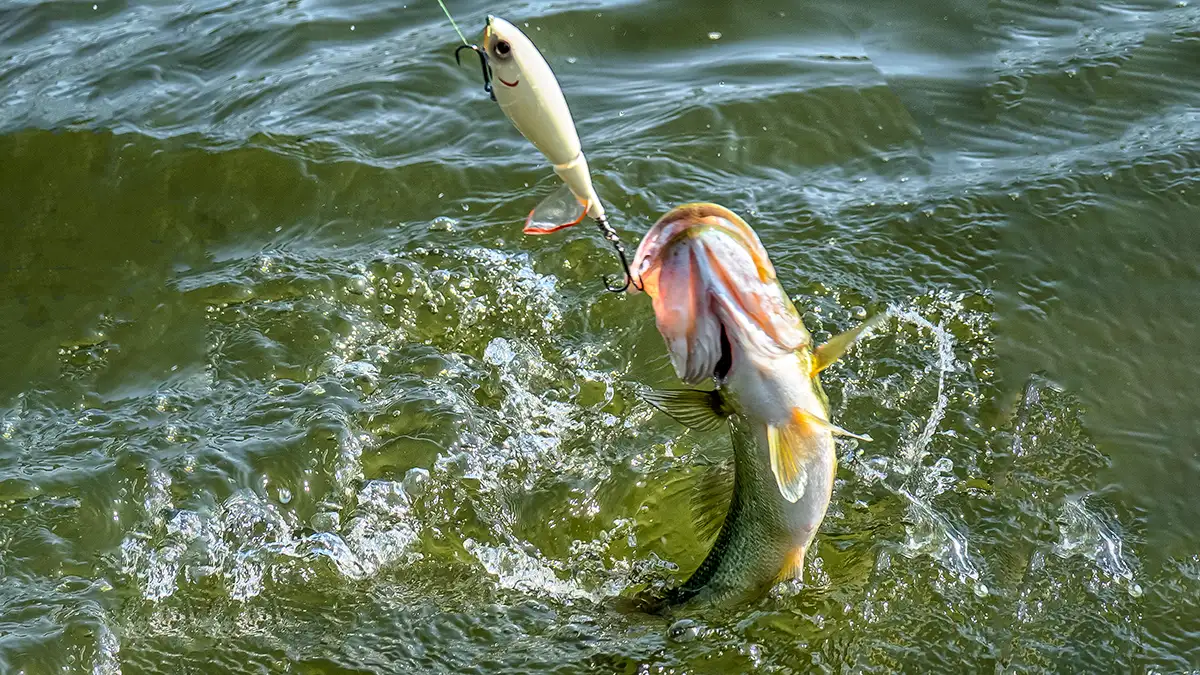 post-Early Fall Bass Fishing: How to Capitalize on the Initial Feeding Frenzy