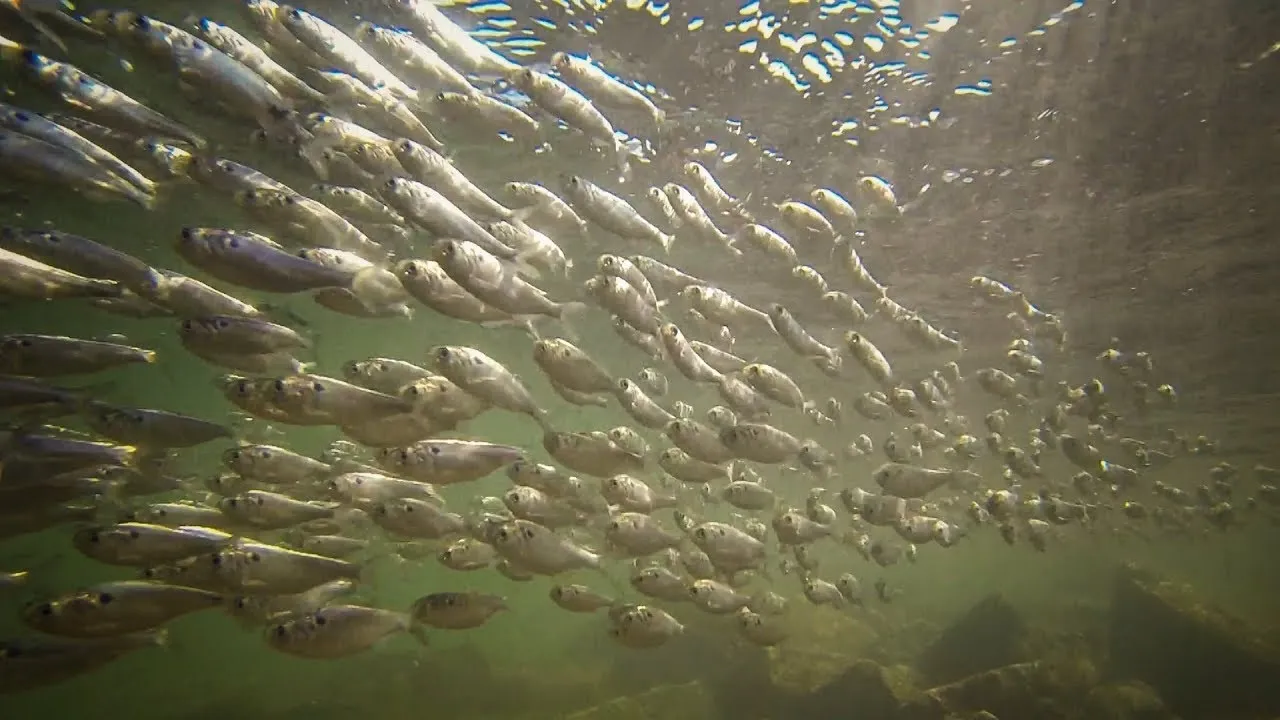 fall bass fishing follow the shad