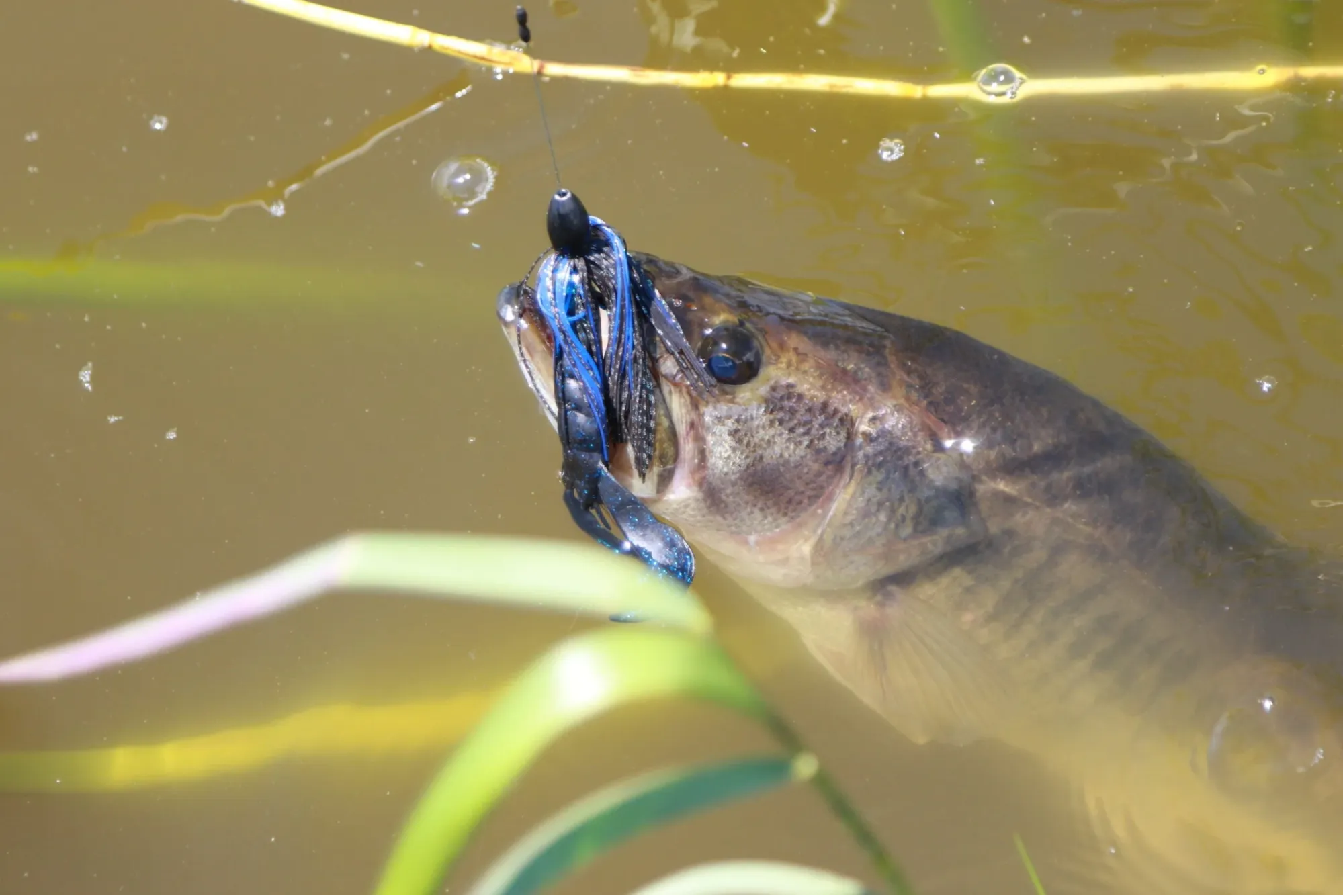 Fishing bass in summer at thick grass mat