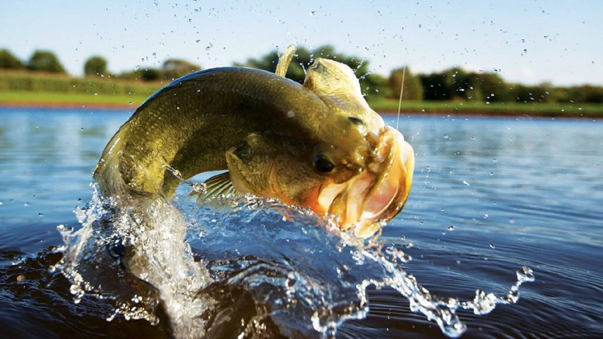 post-How to Fish for Bass in Spring: Expert Guide by a Pro Angler