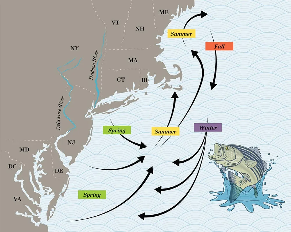 bass migrate: key factor effect on how to fish for bass in spring