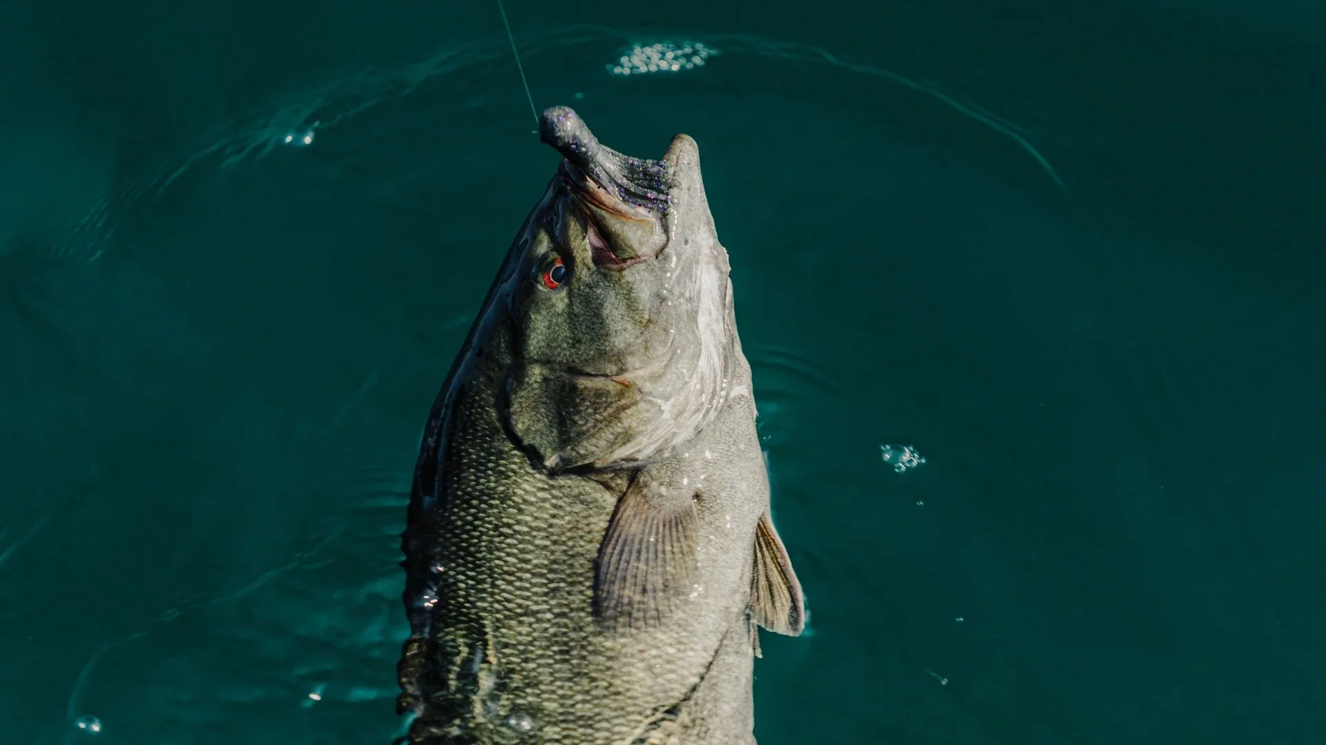 post-How to Fish for Bass: The Ultimate Guide for Beginners