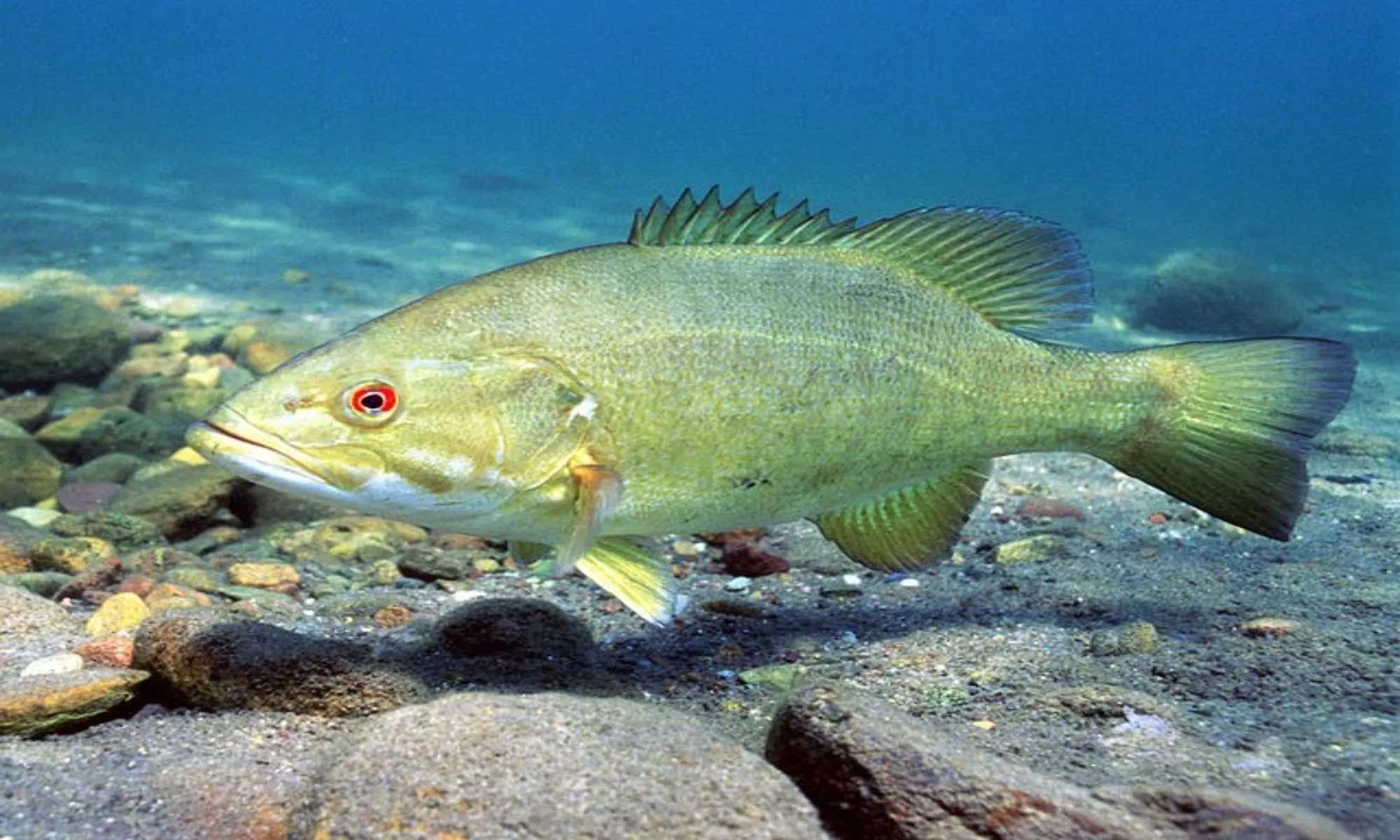A classic smallmouth bass habitat showing clear water and a rocky bottom