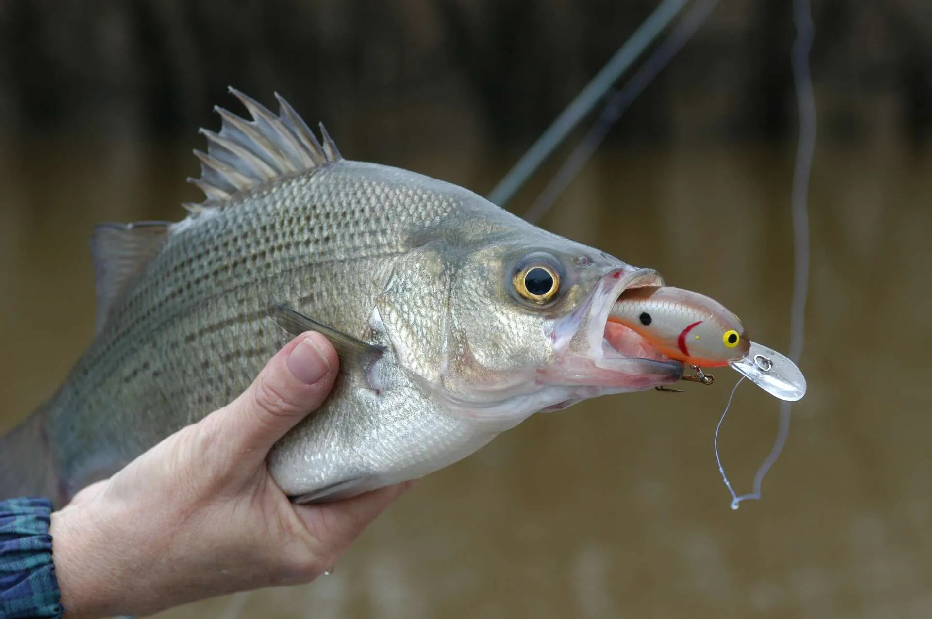 A beautiful white bass with its distinct silver body and dark horizontal stripes