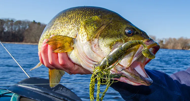 the Jig is the #1 Fall Lure