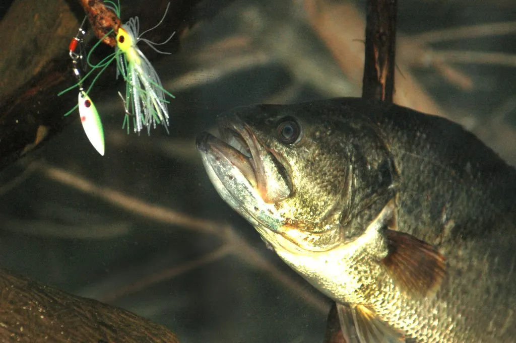 choose the best lure for fall bass fishing