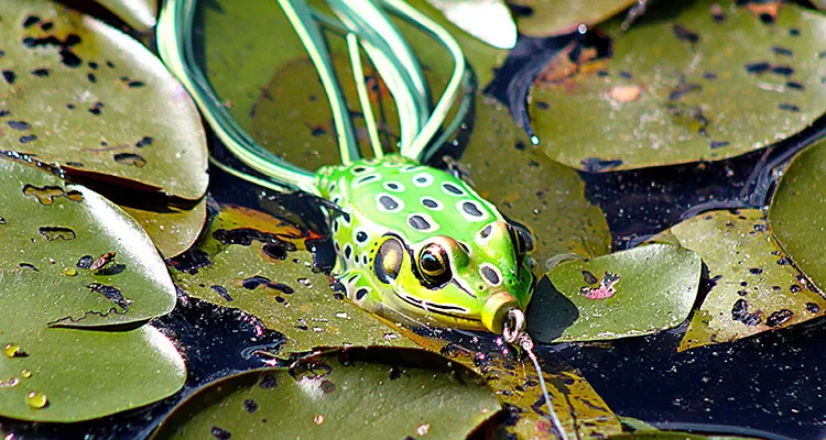 Reading the water is key factor on topwater frog fishing-techniques