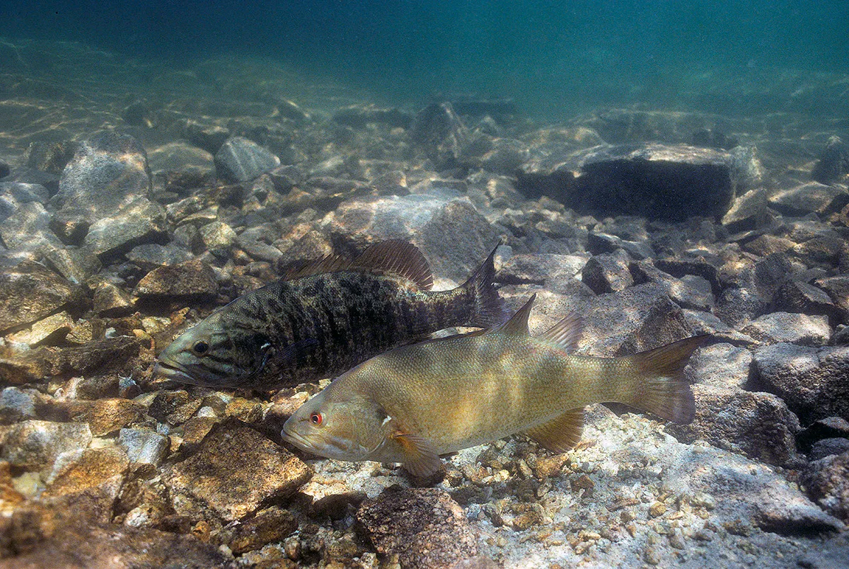 Rock & Hard Bottom Areas where to find bass in autumn