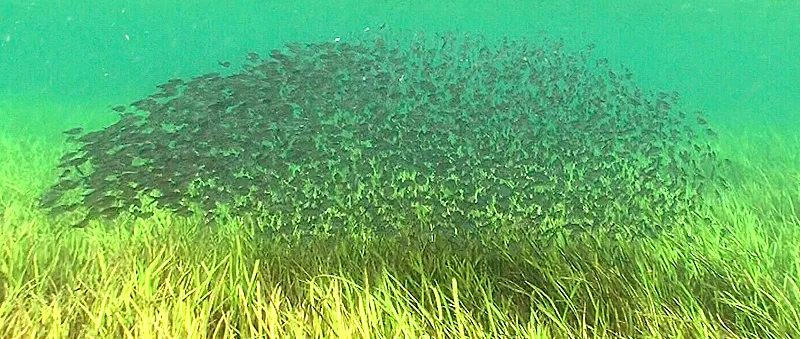 bass aggressively chase schools of shad