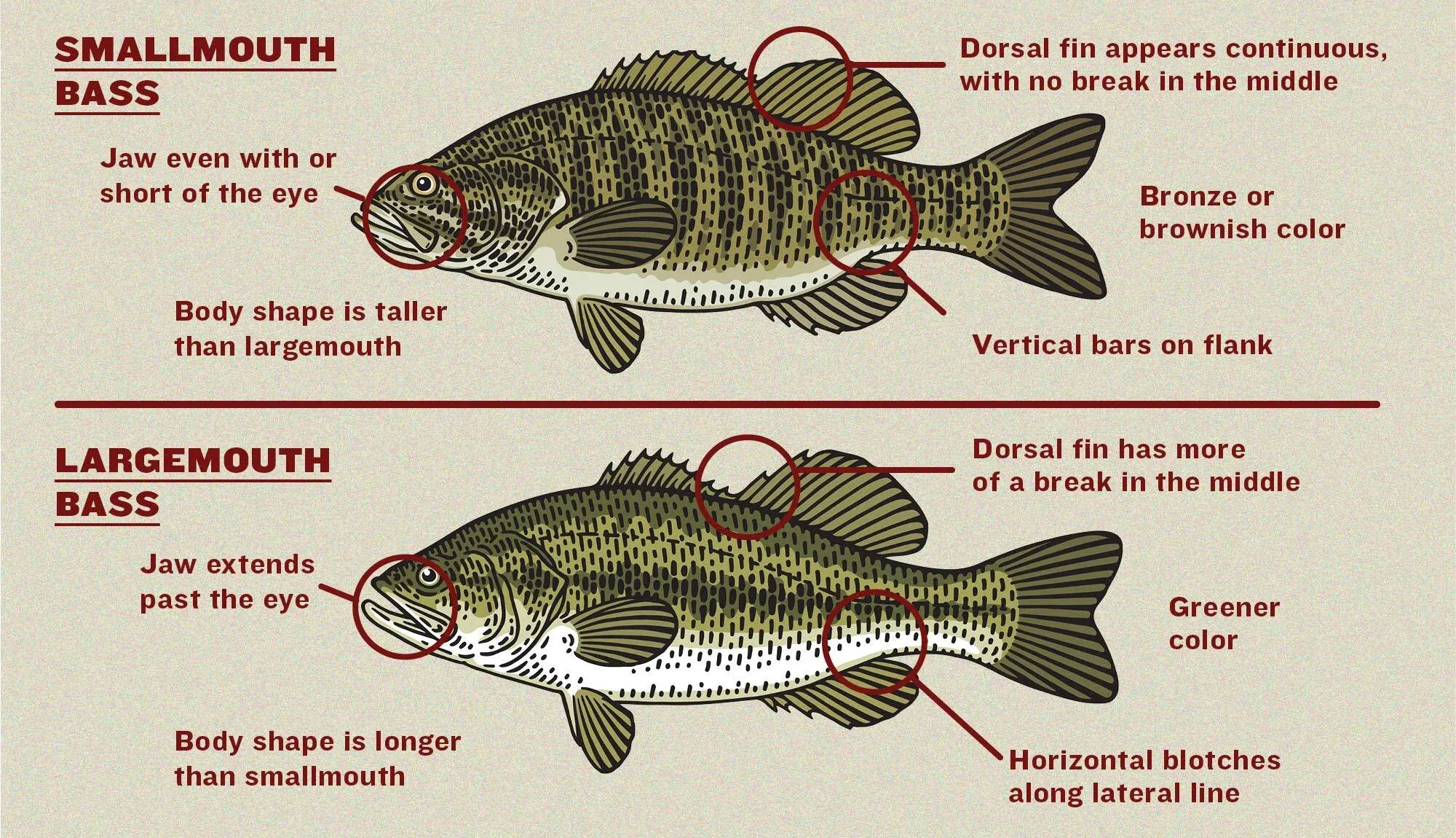 smallmouth vs largemouth bass identification