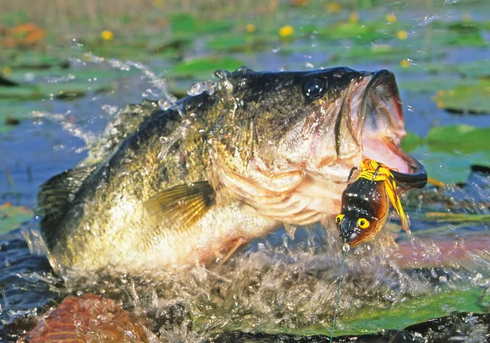 A largemouth bass exploding out of the water to attack a hollow-body frog topwater lure.