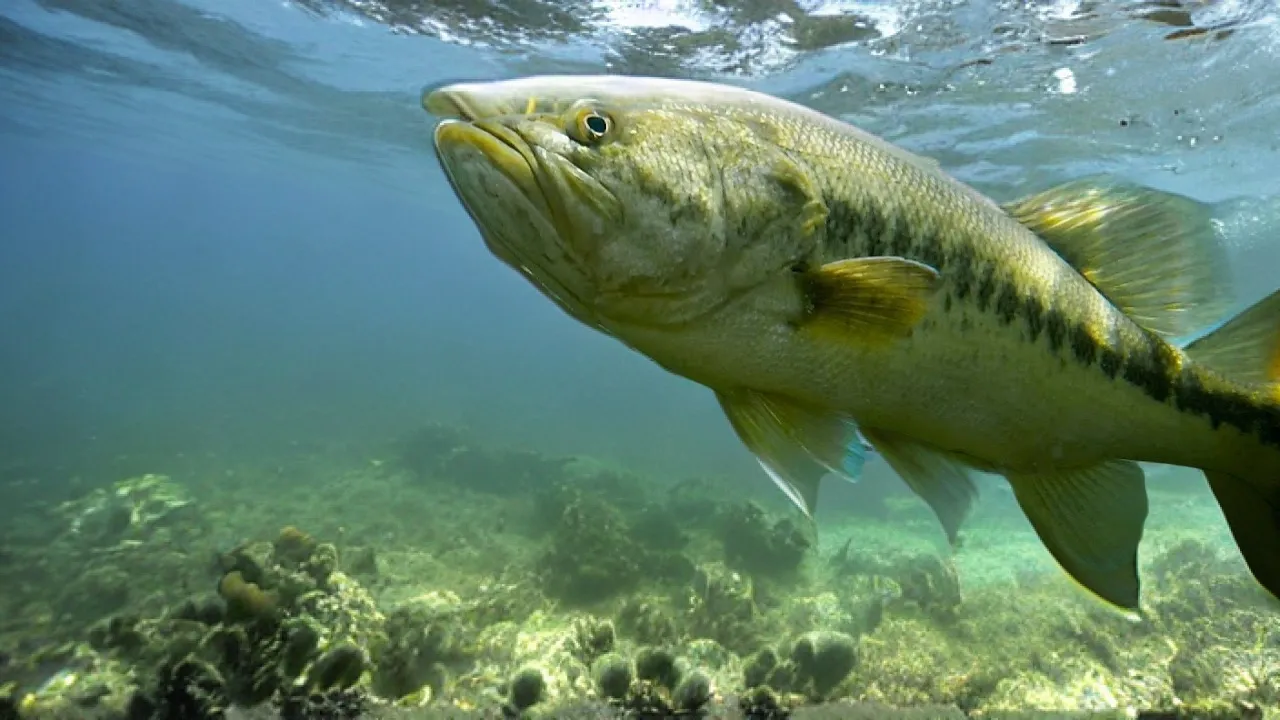 use power shotting for bass in Spawning Bass 