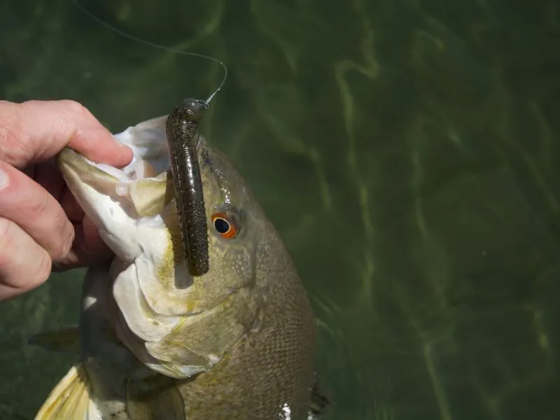 the ned rig best bass lure for late fall