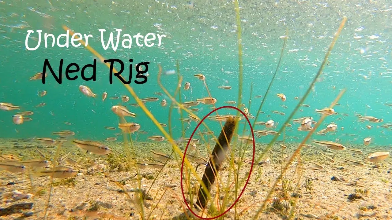 An underwater shot of a Ned rig