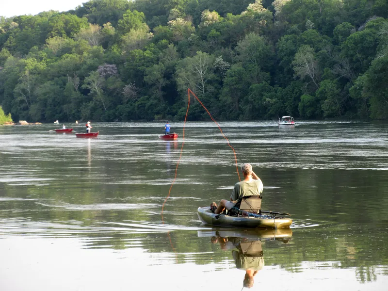 Understanding the Early Fall Transition: The Great Shad Migration