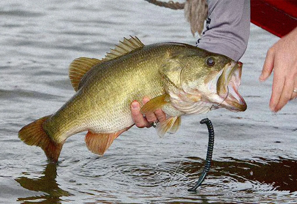 tokyo rig fishing techniques