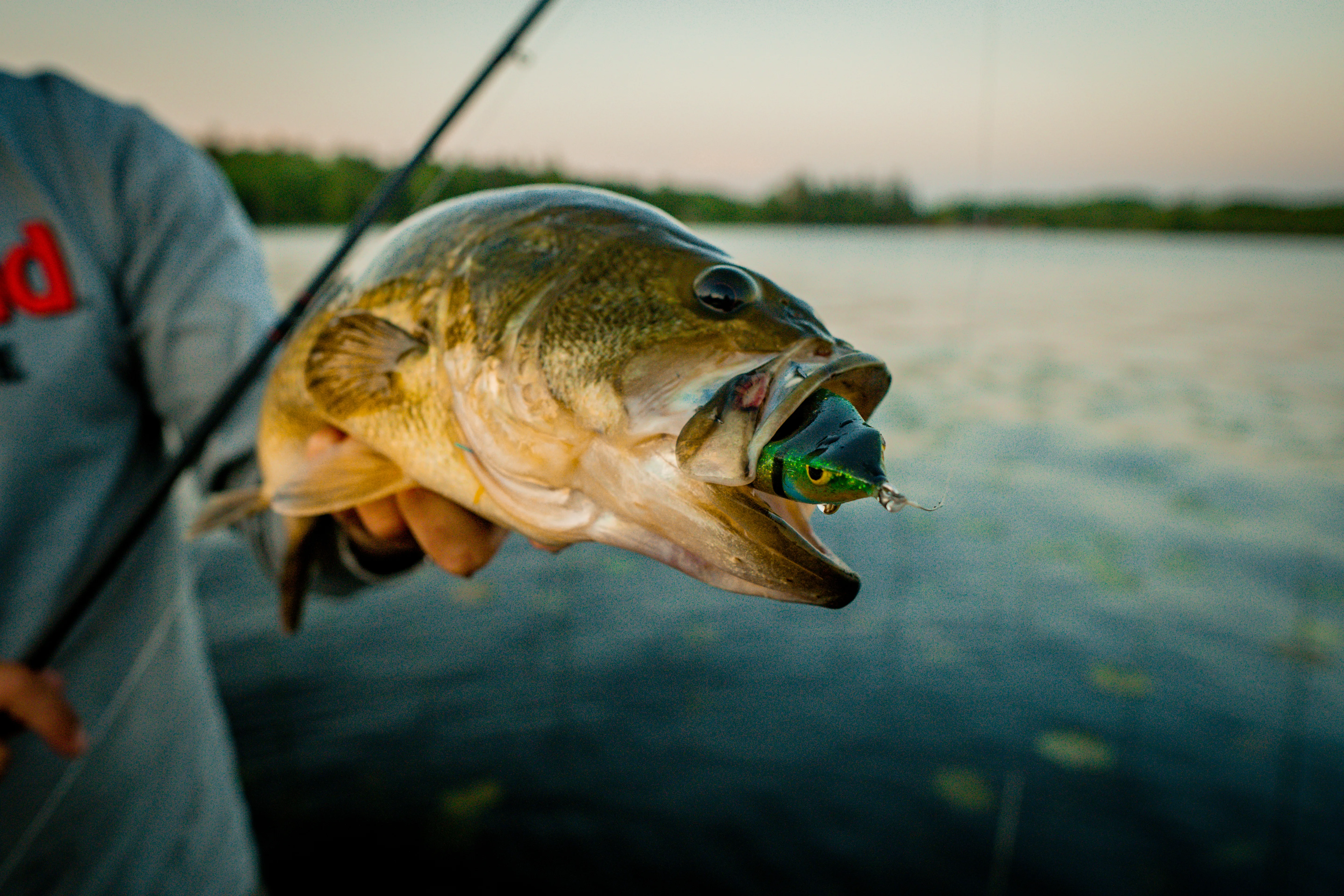 post-Mastering Topwater Frog Fishing Techniques: A Pro's Guide