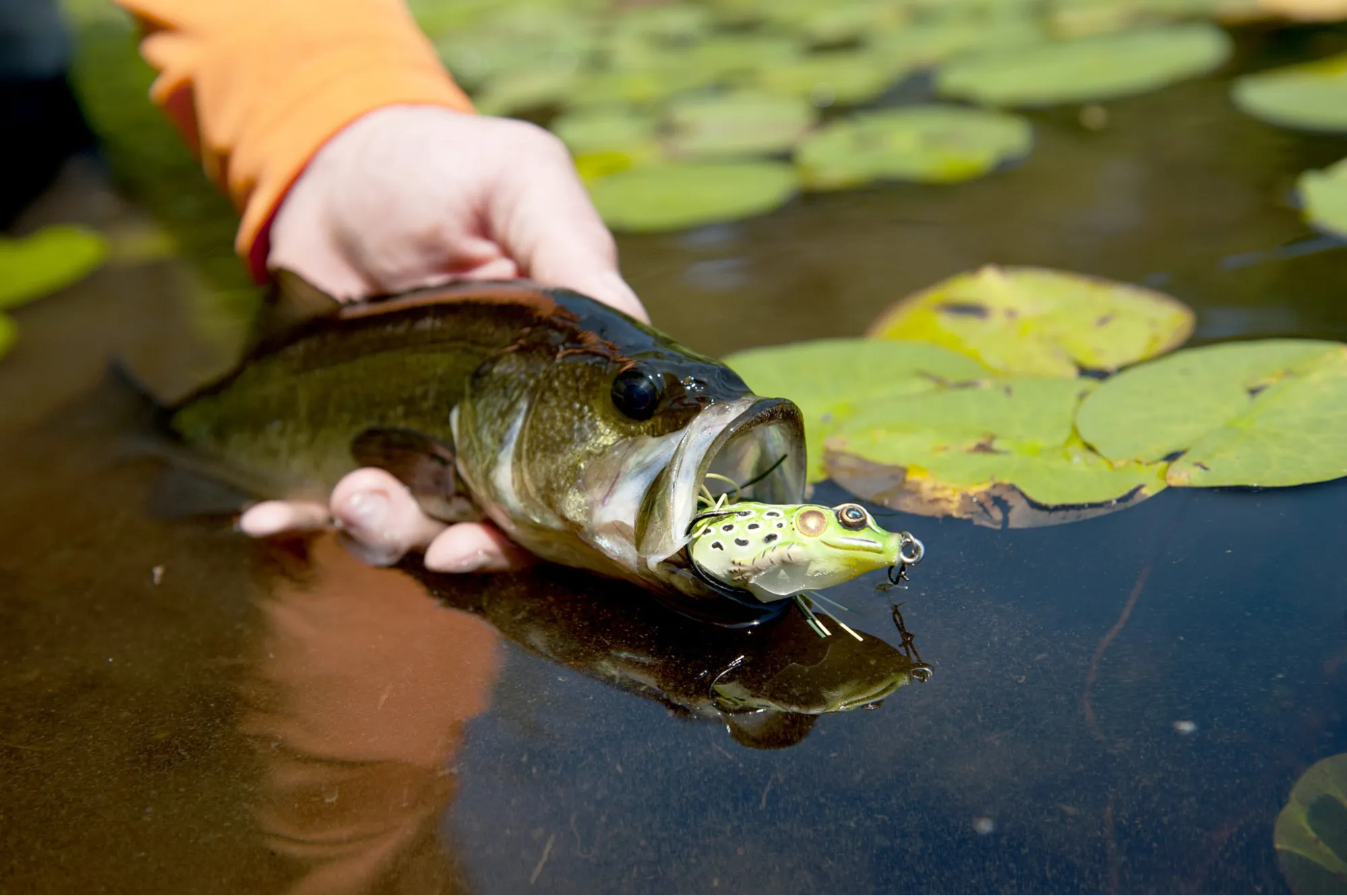 Why Frog Fishing is So Effective for Bass