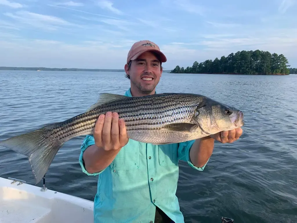 A beautiful freshwater striped bass with its distinct black stripes